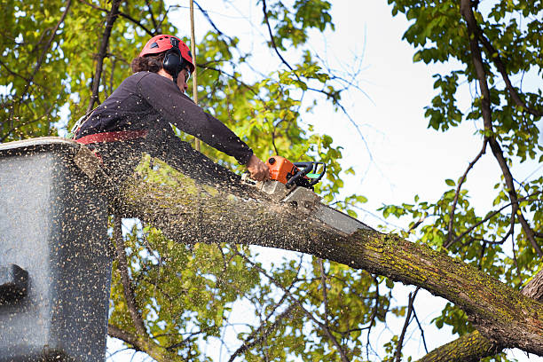 Residential Tree Removal in Oakland, PA